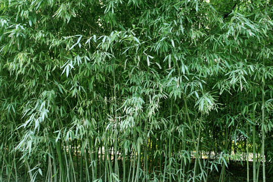 竹林 竹子 高清竹子