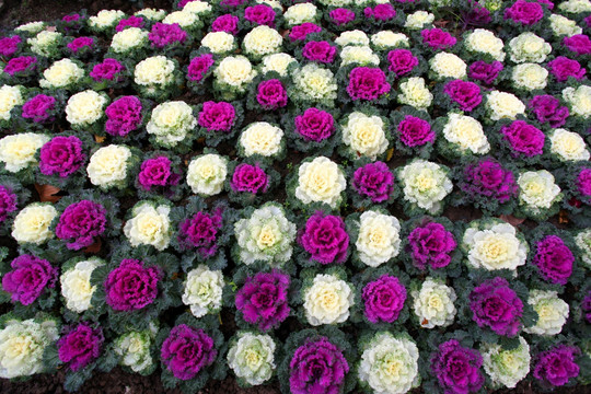 紫色 花卉 菜花 江南 绿化