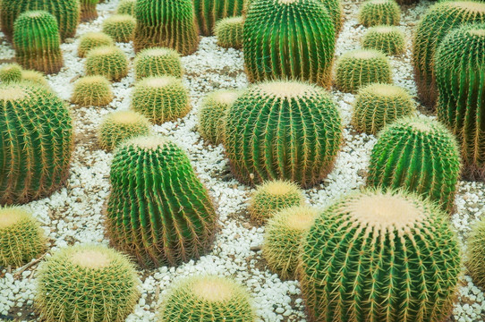 热带植物