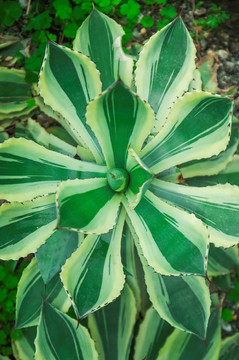 热带植物