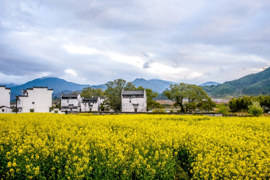 徽派建筑油菜花