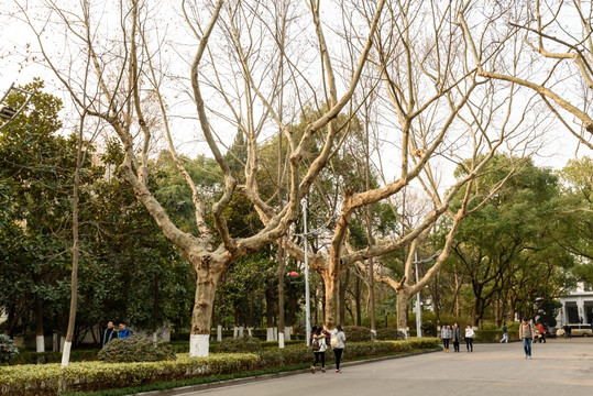 南京大学校园