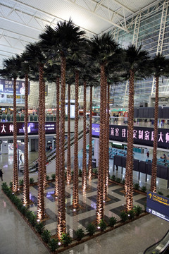 广州白云机场 航站楼 棕榈树