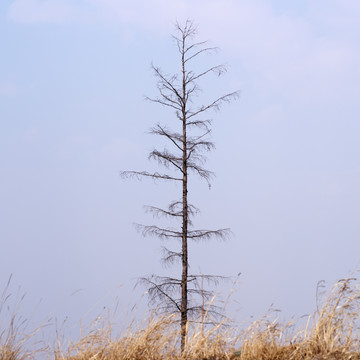 松树