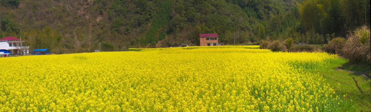 白石岭 油菜花