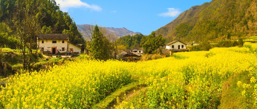 油菜花 石台