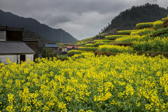 油菜花