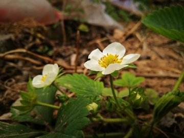 白色的草莓花朵