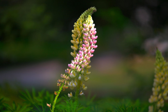 春天的小草