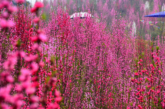 桃花林