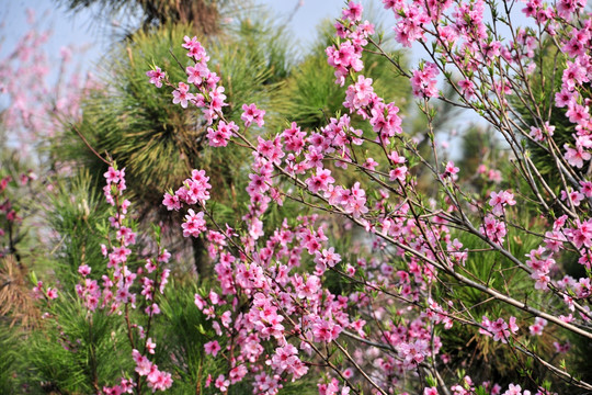 桃花