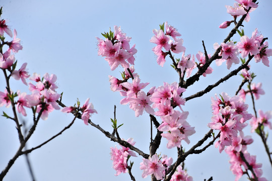 桃花 桃树 果园