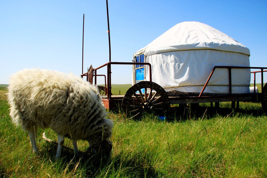 草原蒙古包和羊