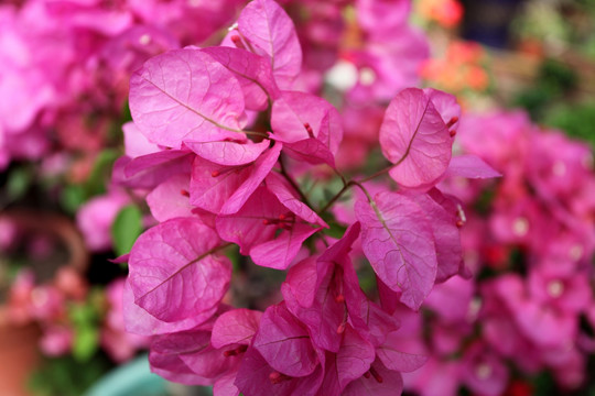 花卉 三角梅 植物 春天 色彩