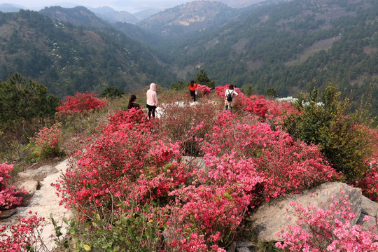 杜鹃花