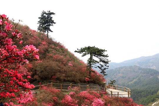 杜鹃花