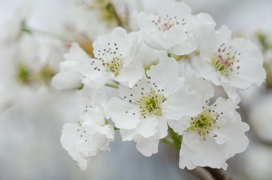 清新梨花特写