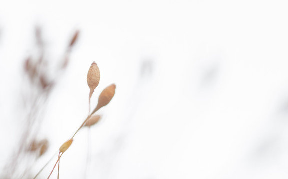 清新苔藓的果实