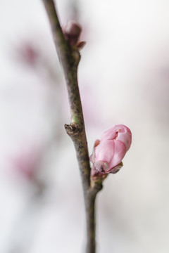 一朵桃花花苞