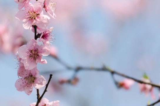 桃花 特写