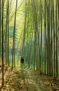 竹林小路