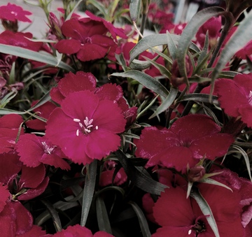 红洛阳花 红石竹 石竹花