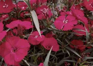 石竹 洛阳花 全红色石竹