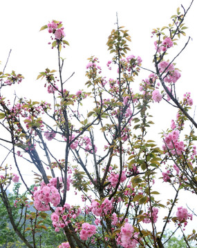 樱花