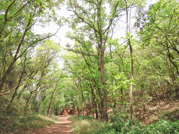 林阴小路