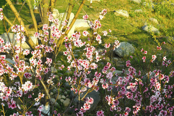 桃花
