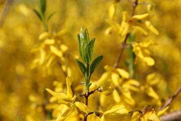 迎春花