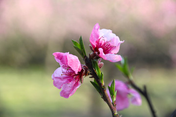 桃花