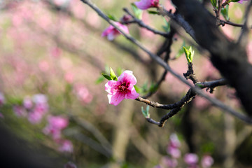 桃花