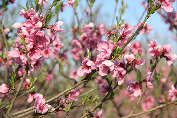 桃花