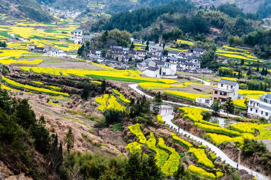 油菜花小路乡间小路