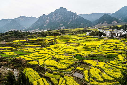 油菜花小山