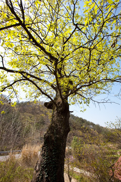 橡树 栎树