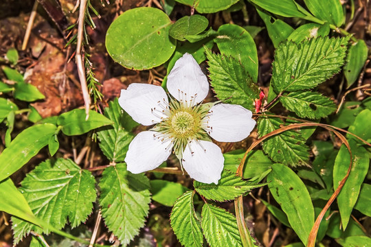 山花
