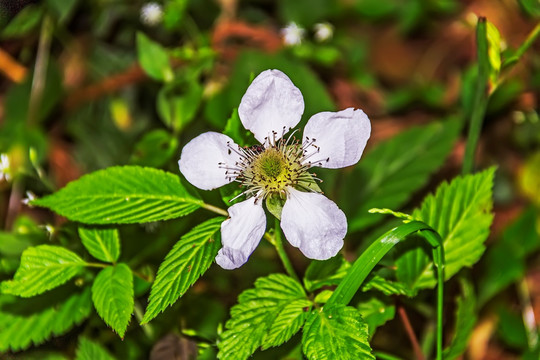 山花