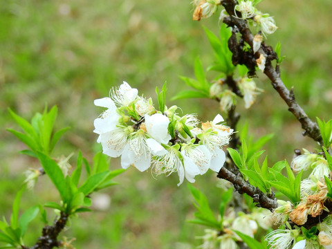 白花