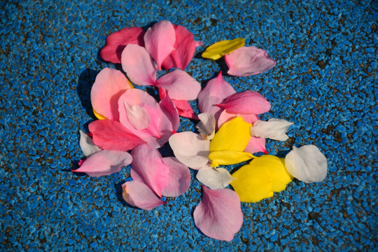 花瓣