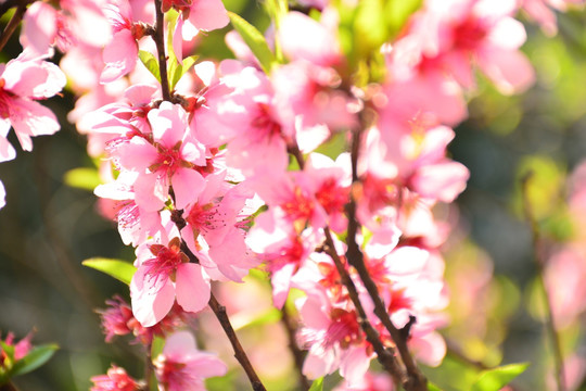 桃花