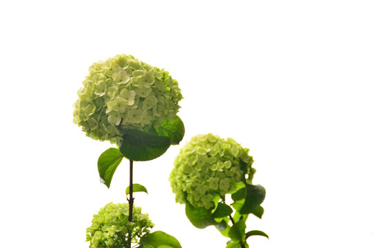 绣球花
