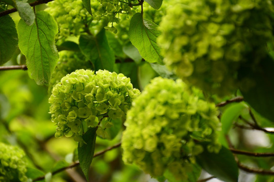 绣球花