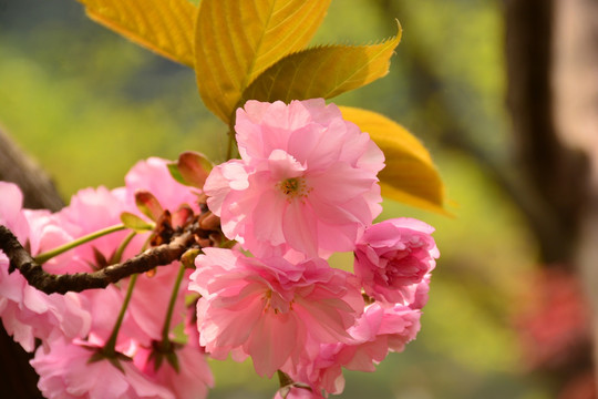 樱花
