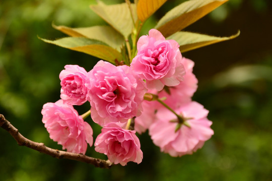 樱花