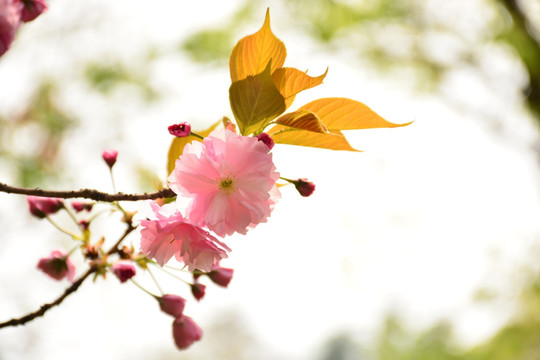 樱花