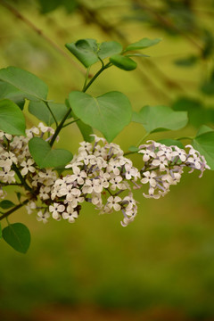 丁香花