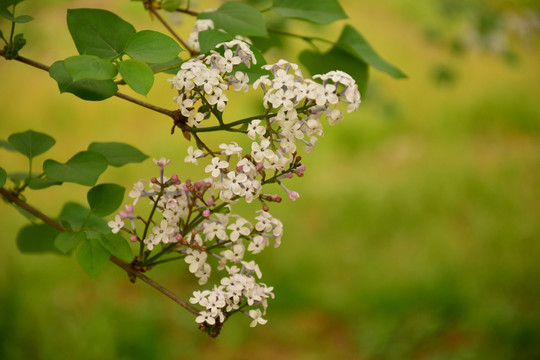 丁香花