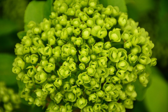 绣球花